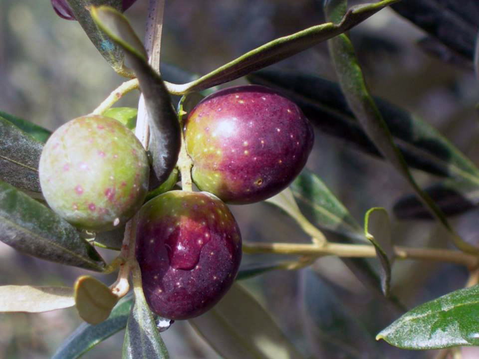  Valorizzazione e promozione della cultivar Itrana: il nuovo progetto del CAPOL co-finanziato dall’ARSIAL verrà realizzato nel Comune di Roccasecca dei Volsci