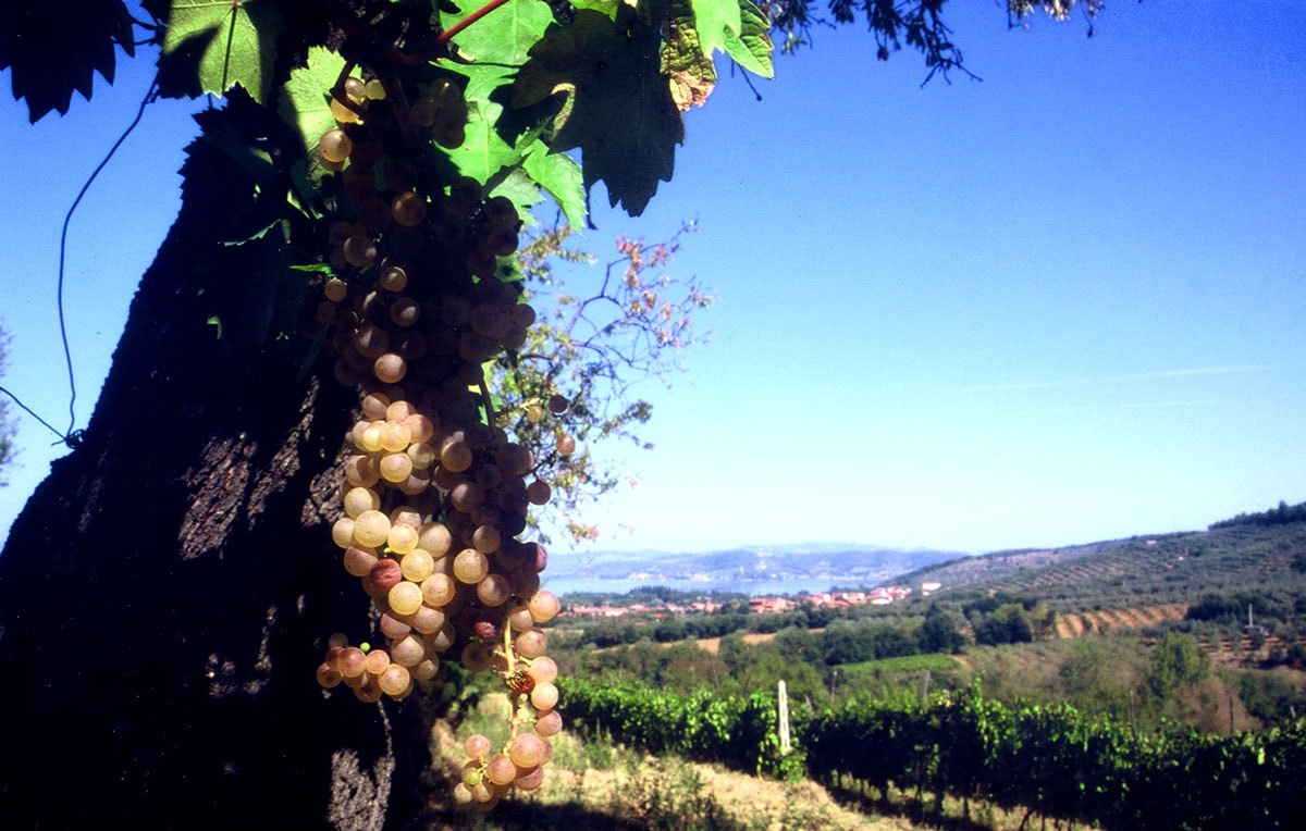 PRIMA EDIZIONE DI GRENACHE, ITALIA:  IL GAMAY DEL TRASIMENO PRONTO A STUPIRE