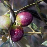  Valorizzazione e promozione della cultivar Itrana: il nuovo progetto del CAPOL co-finanziato dall’ARSIAL verrà realizzato nel Comune di Roccasecca dei Volsci