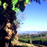 PRIMA EDIZIONE DI GRENACHE, ITALIA:  IL GAMAY DEL TRASIMENO PRONTO A STUPIRE