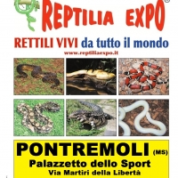 L'affascinante mondo dei rettili in mostra al Palazzetto dello Sport di PONTREMOLI (Ms)