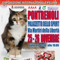 I GATTI PIU' BELLI DEL MONDO al Palazzetto dello Sport di PONTREMOLI - Esposizione Internazionale Felina