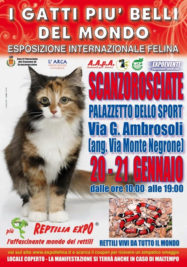 I GATTI PIU' BELLI DEL MONDO al Palazzetto dello Sport di SCANZOROSCIATE (Bergamo)- Esposizione Internazionale Felina