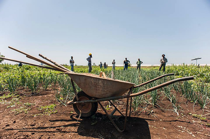  The Harvest al Cinema Multisala Corso di Latina