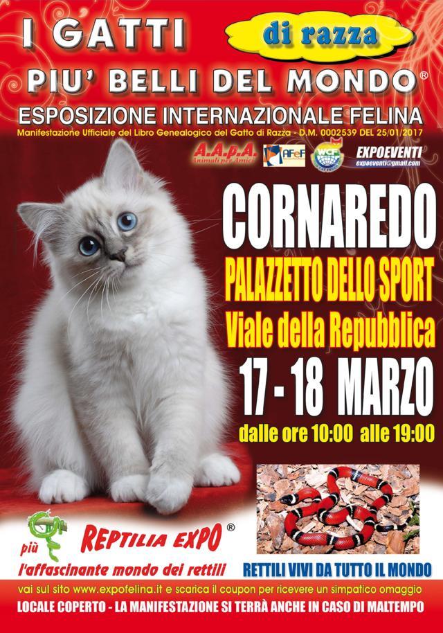 I GATTI PIU' BELLI DEL MONDO al Palazzetto dello Sport di CORNAREDO (Milano) - Esposizione Internazionale Felina