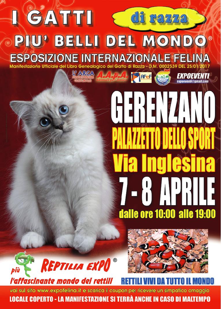 I GATTI PIU' BELLI DEL MONDO al Palazzetto dello Sport di GERENZANO (VA) - Esposizione Internazionale Felina