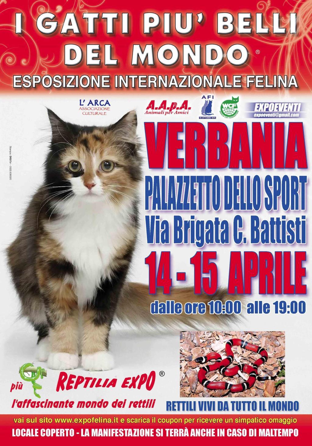 I GATTI PIU' BELLI DEL MONDO al Palazzetto dello Sport di VERBANIA - Esposizione Internazionale Felina