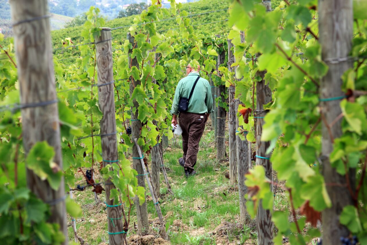 L'ALLARME DI FIVI A VINITALY 2018:  VECCHIE VIGNE A RISCHIO DI SCOMPARSA