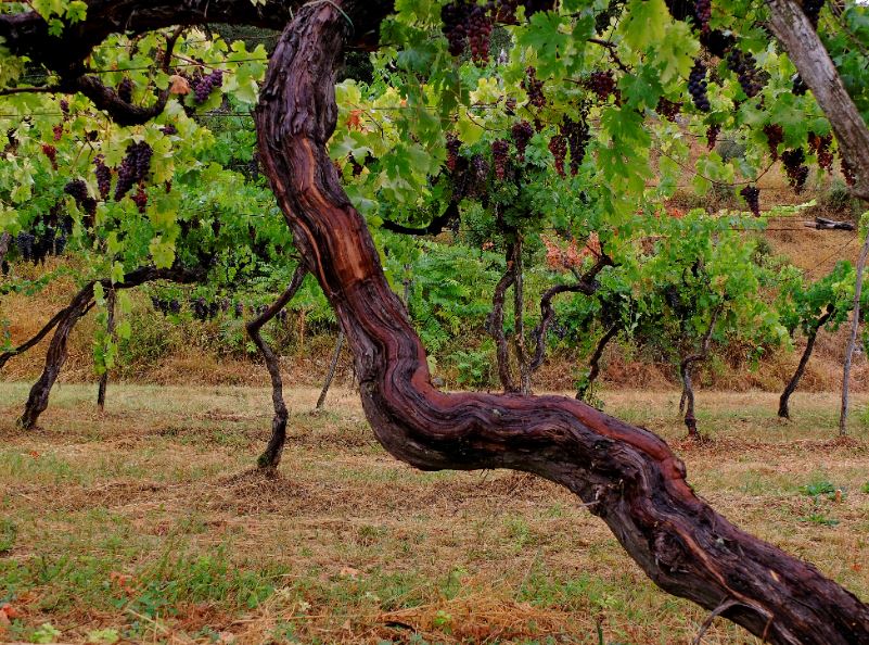 IN VALPANTENA SI BRINDA ALLA VENDEMMIA E SI PREPARA UNA NUOVA ANNATA DI BROLO DEI GIUSTI