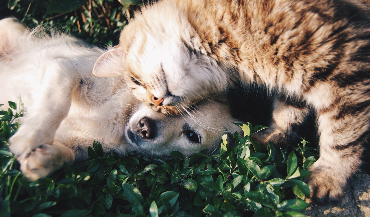 Come elaborare il lutto dell’animale domestico: incontro gratuito a Bologna