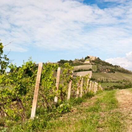 Vino e Marketing, il fenomeno Tenuta Diavoletto.