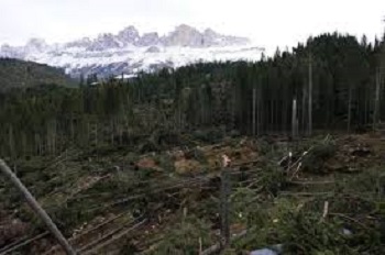 Parassiti del legno: ecco come il maltempo può favorirne la proliferazione