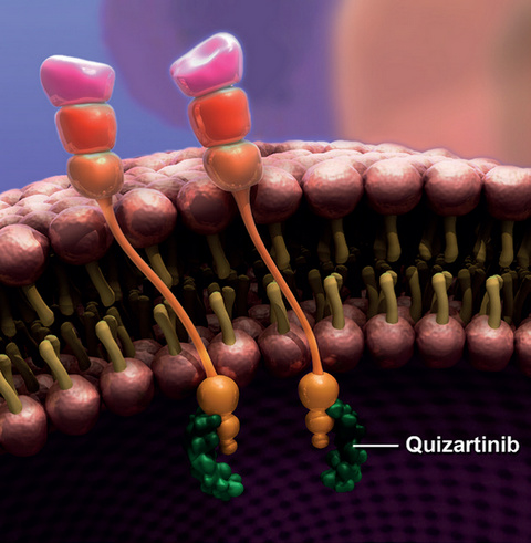 Leucemia Mieloide Acuta: presentate le analisi conclusive sullo studio Quantum R