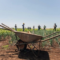  The Harvest al Cinema Multisala Corso di Latina