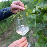 VESPAIOLONA 2018:  LA NOTTE BIANCA E ROSSA TRA LE CANTINE DELLA DOC BREGANZE