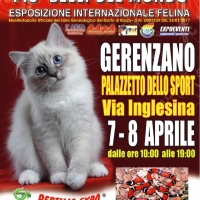 I GATTI PIU' BELLI DEL MONDO al Palazzetto dello Sport di GERENZANO (VA) - Esposizione Internazionale Felina