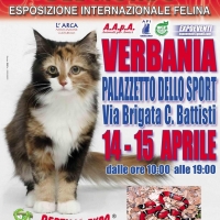 I GATTI PIU' BELLI DEL MONDO al Palazzetto dello Sport di VERBANIA - Esposizione Internazionale Felina