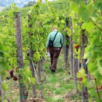 L'ALLARME DI FIVI A VINITALY 2018:  VECCHIE VIGNE A RISCHIO DI SCOMPARSA