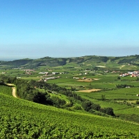 Torna a Verona 