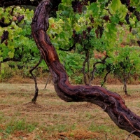 IN VALPANTENA SI BRINDA ALLA VENDEMMIA E SI PREPARA UNA NUOVA ANNATA DI BROLO DEI GIUSTI