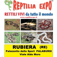 L'affascinante mondo dei rettili in mostra al Palazzetto dello Sport di Rubiera il 29 e 30 settembre