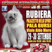 I GATTI PIU' BELLI DEL MONDO in passerella al PalaBursi di Rubiera