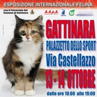 I GATTI PIU' BELLI DEL MONDO - Esposizione Internazionale Felina - a GATTINARA 