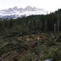 Parassiti del legno: ecco come il maltempo può favorirne la proliferazione