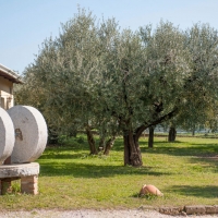 Nuovo successo per il Veneto Valpolicella DOP di Frantoio Bonamini premiato dalla Guida Flos Olei 2019