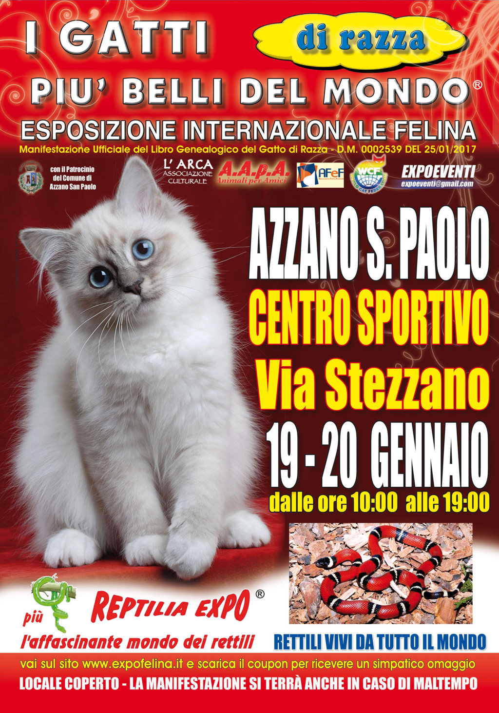 I Gatti Più Belli del Mondo in passerella al Centro Sportivo di Azzano San Paolo - Bergamo