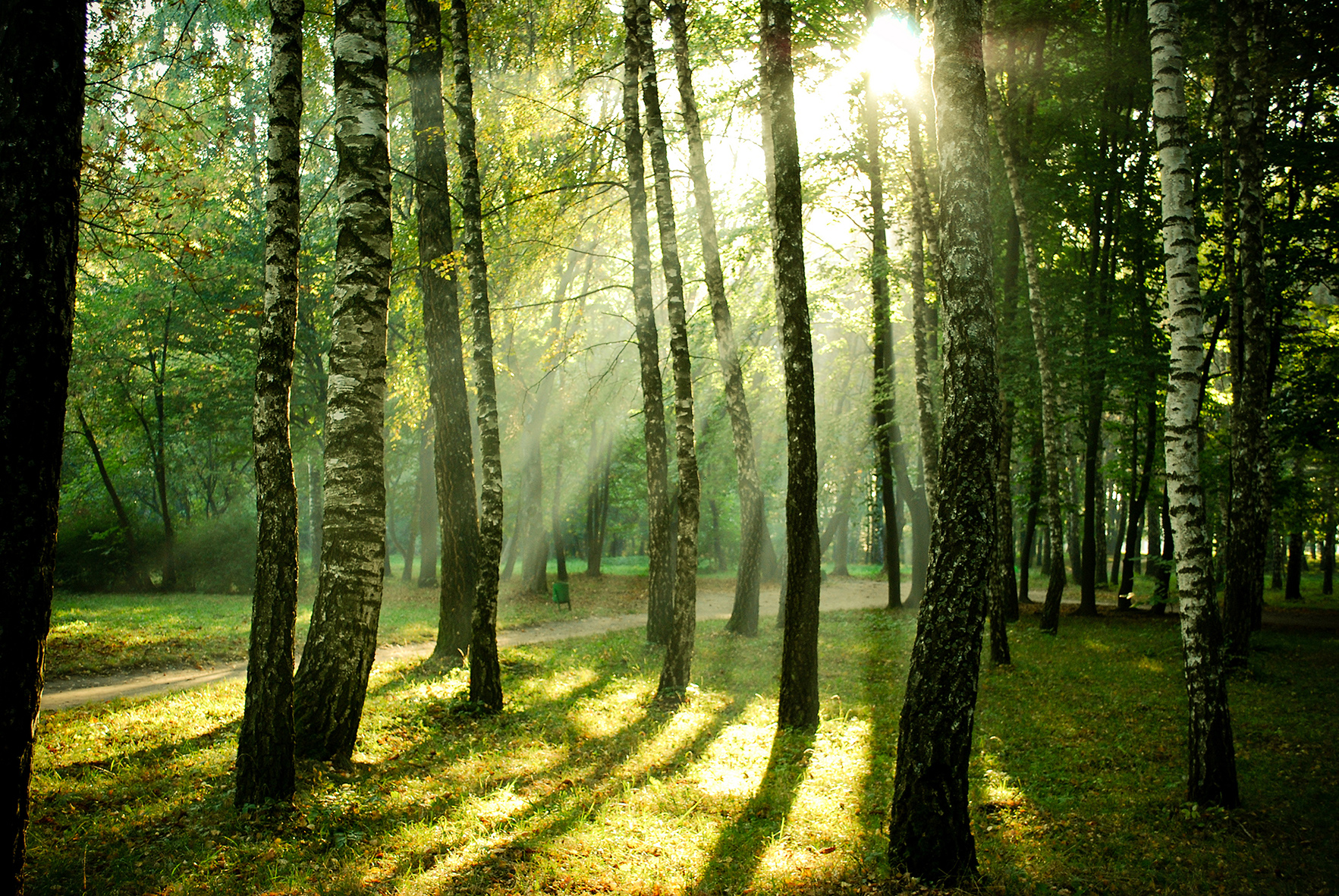 Legno da foreste certificate: una risposta eco per l'arredo