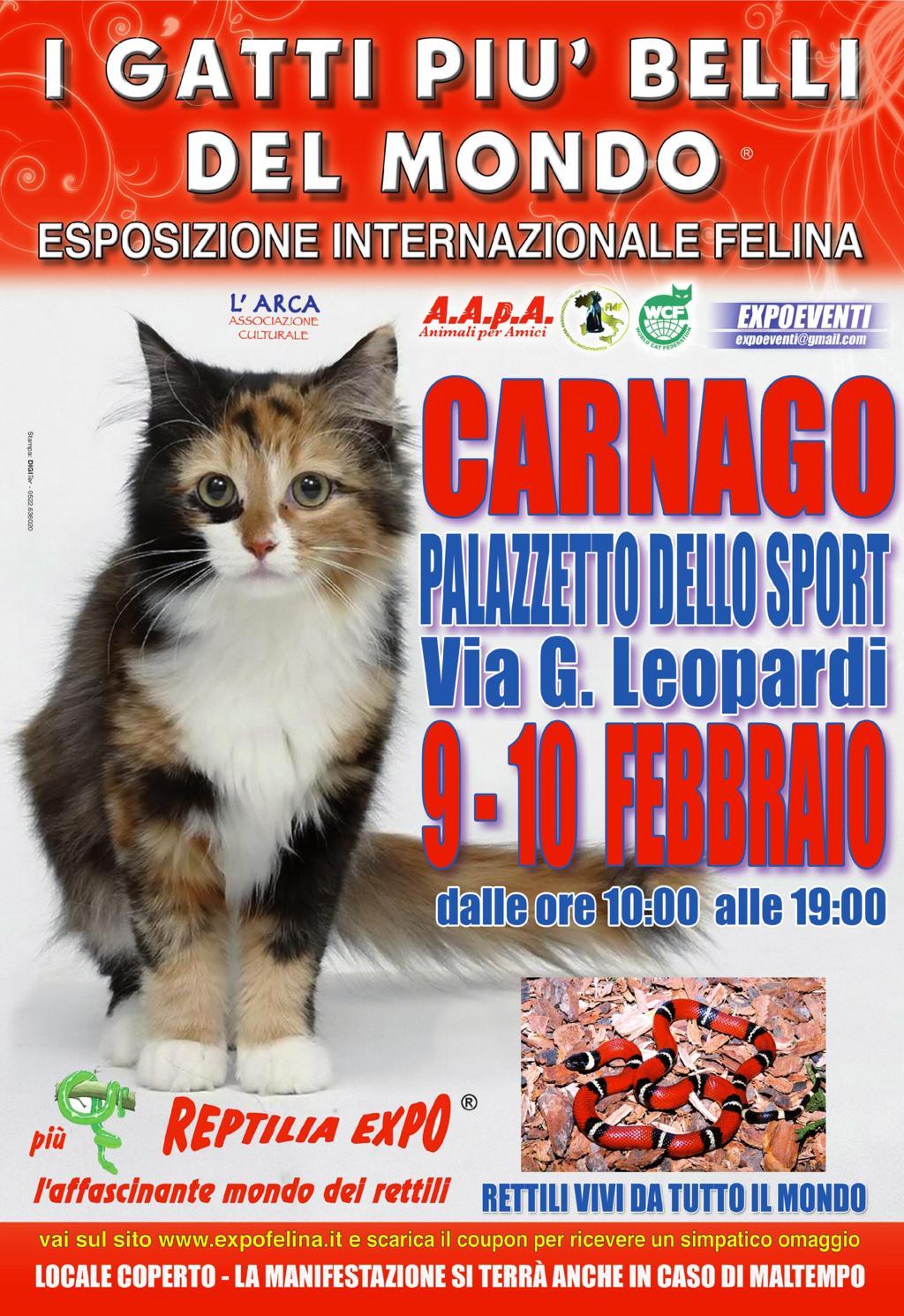 I GATTI PIU' BELLI DEL MONDO in passerella al Palazzetto dello Sport di CARNAGO (Varese)