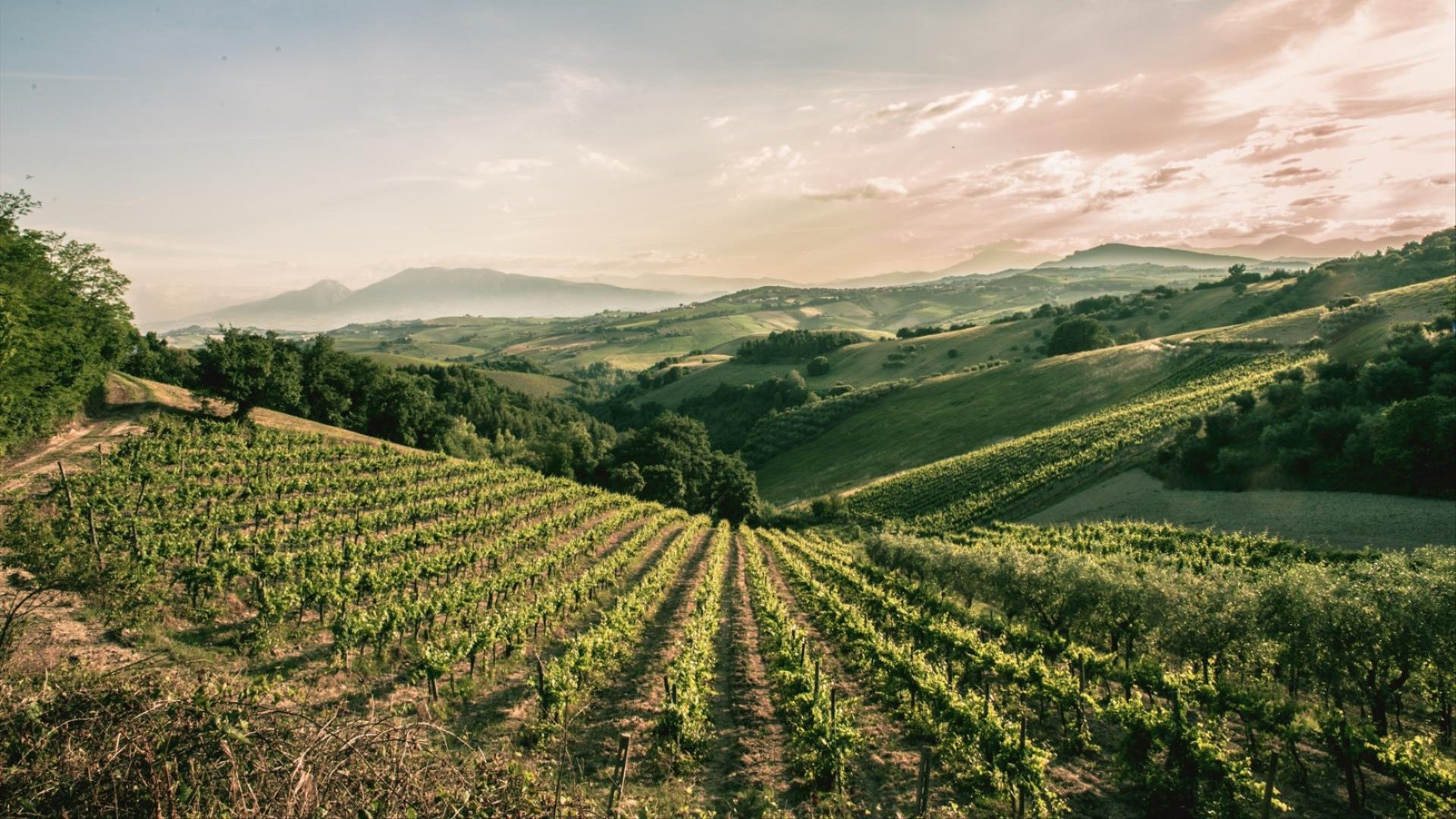 Tenuta Cocci Grifoni entra nel gruppo di The Grand Wine Tour