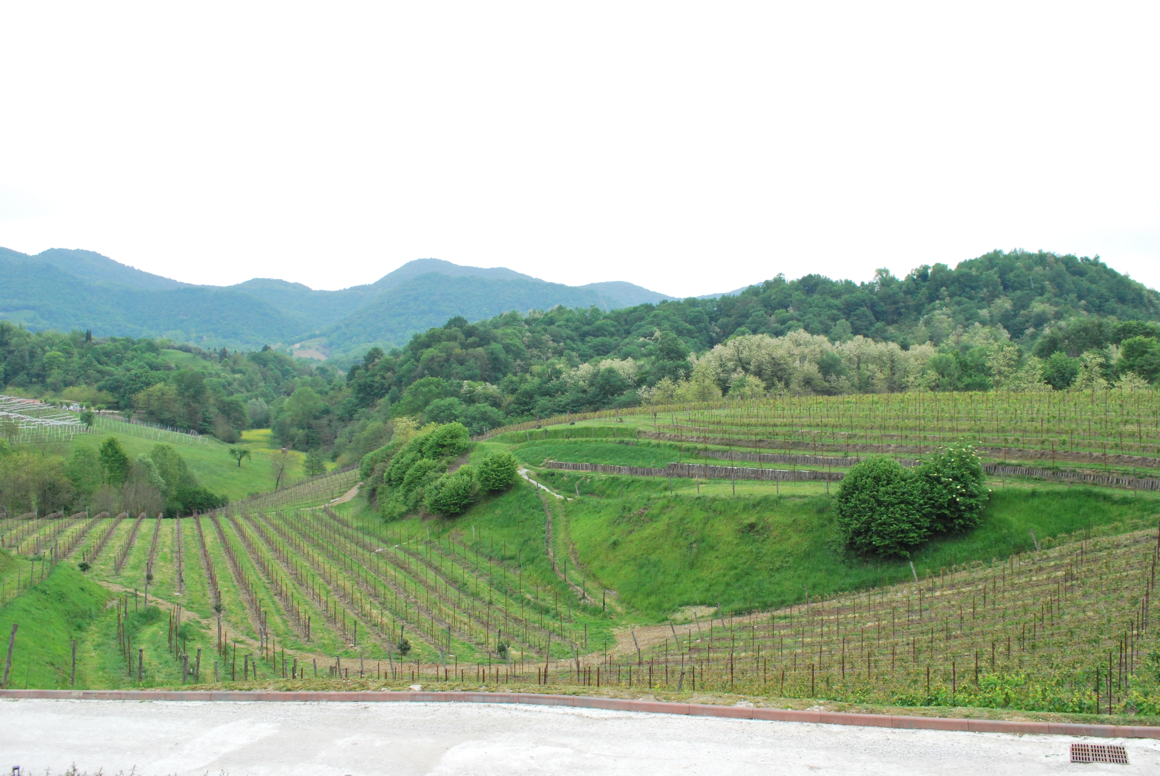 IL CONSORZIO VINI ASOLO MONTELLO PRESENTA  IN REGIONE LA RICHIESTA DI BLOCCO DELLE RIVENDICHE 