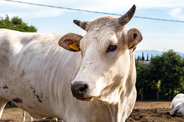 La chianina in festa per la “La valle del Gigante Bianco”