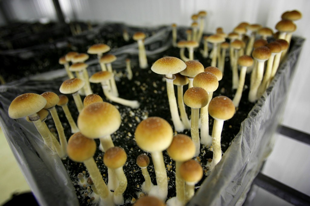 Denver, in Colorado, legalizza i funghi allucinogeni