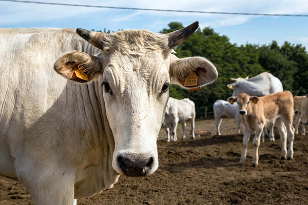 Enogastronomia, bici e motori: al via “La valle del Gigante Bianco”