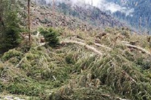 Maltempo nei boschi: Federforeste lancia l’allarme tarli