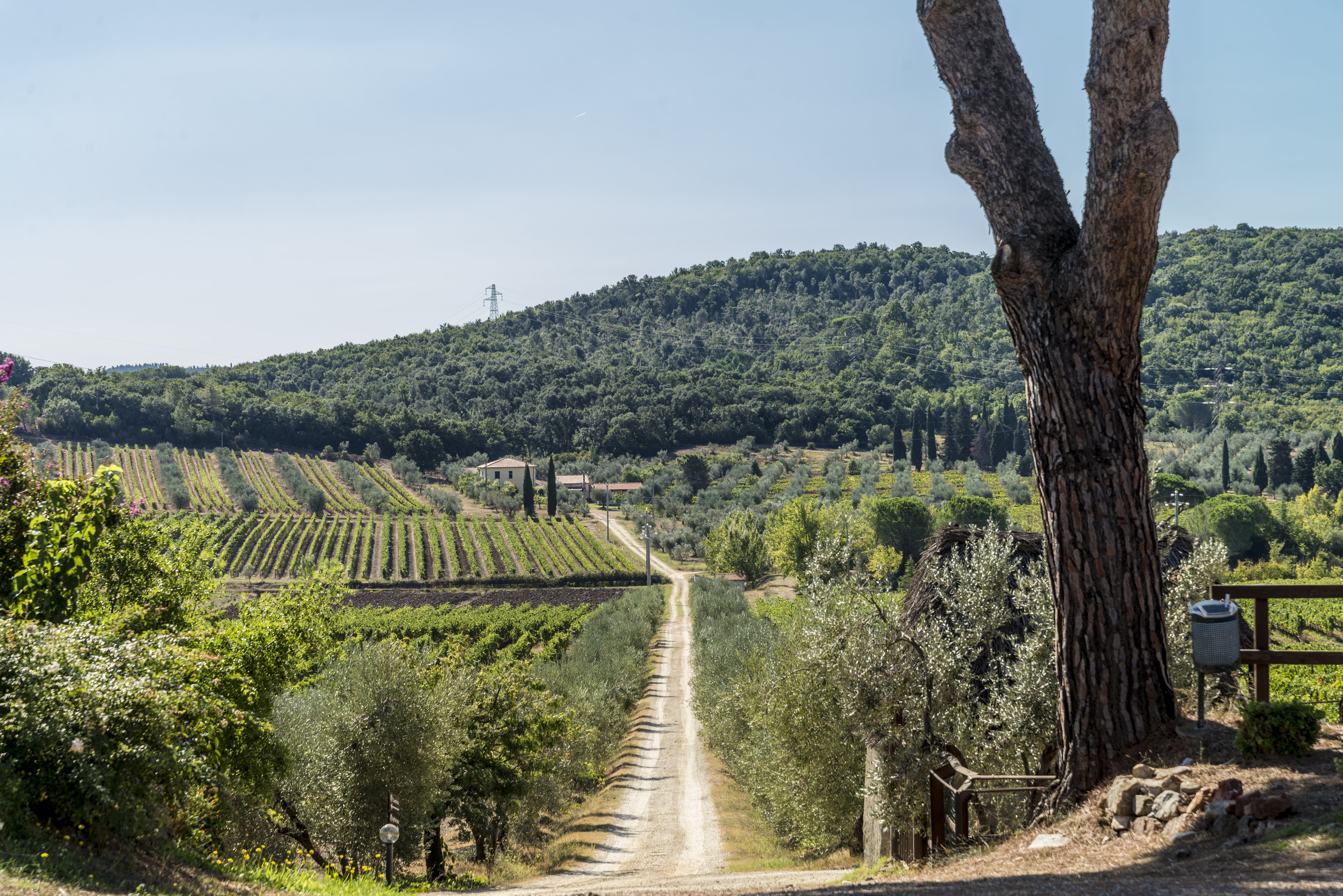 BULICHELLA E GLI ABBINAMENTI INCONSUETI: TRE SERATE IN CUI TOSCANA E GIAPPONE S'INCONTRANO IN AGRITURISMO