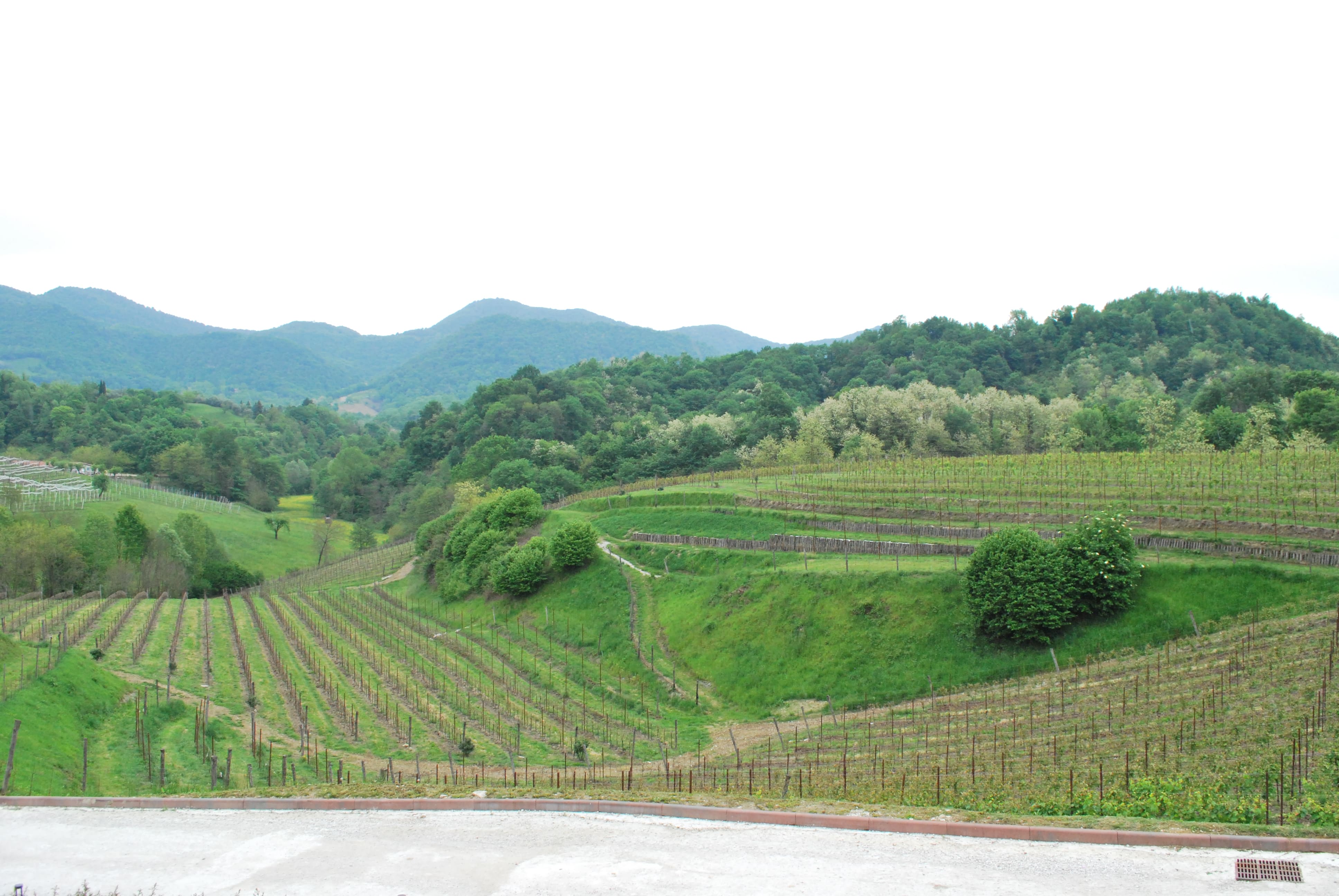 METODO ASOLO MONTELLO: BUONE PRATICHE PER UNA VITICOLTURA RESPONSABILE E SOSTENIBILE