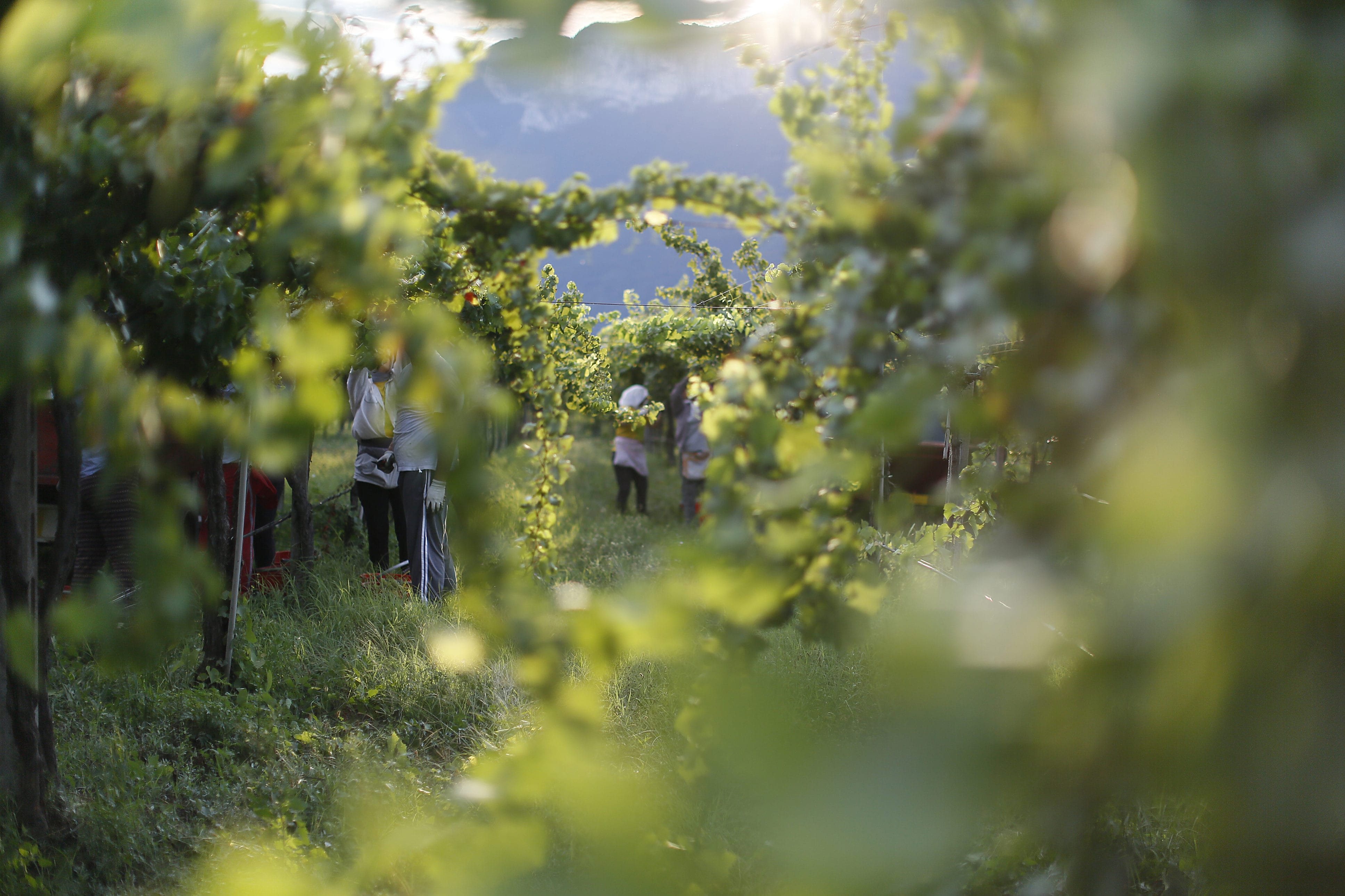 MONTE ZOVO: APPUNTAMENTO IN CANTINA PER FESTEGGIARE LA VENDEMMIA