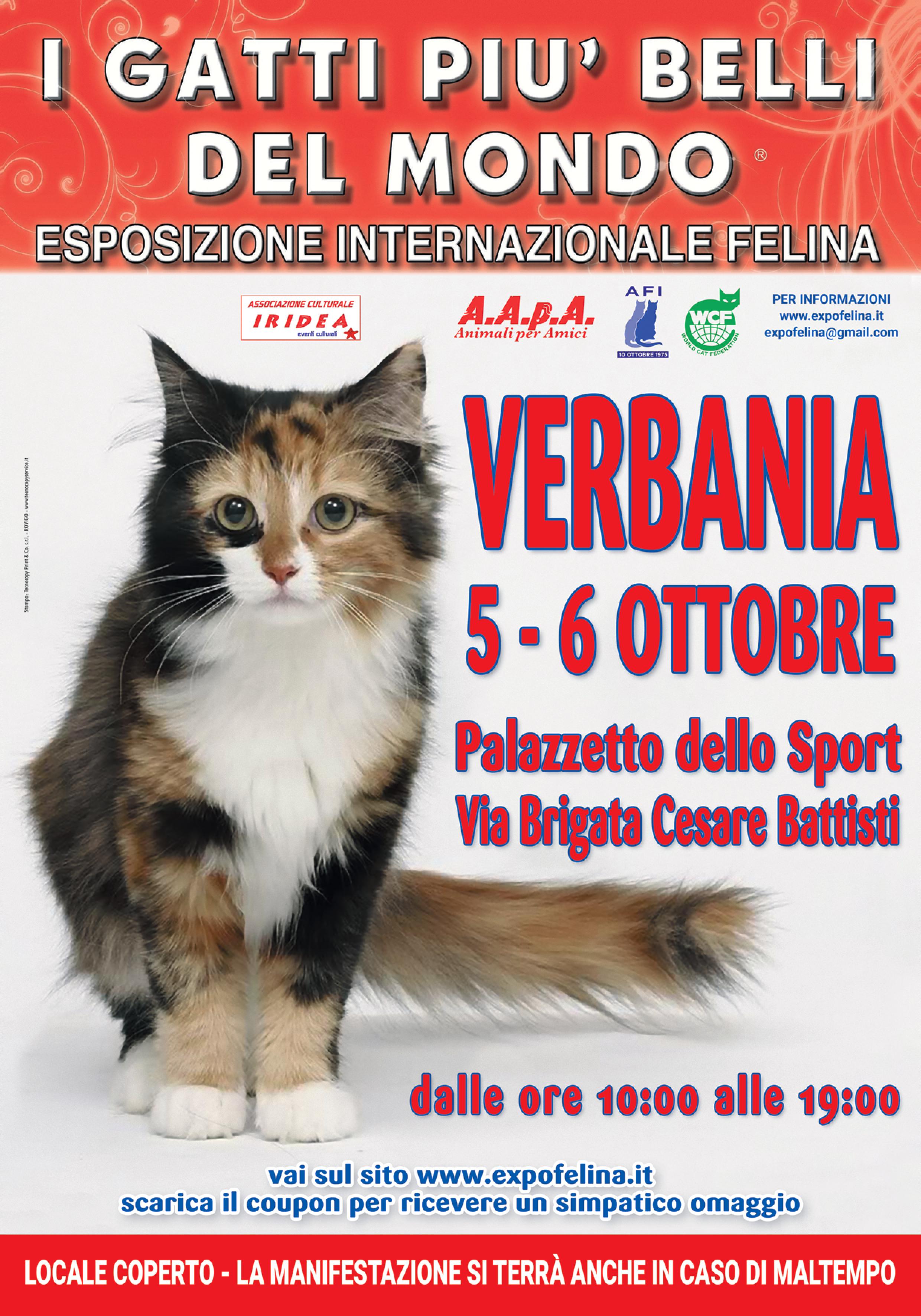 I Gatti Più Belli del Mondo al Pazzetto dello Sport di VERBANIA