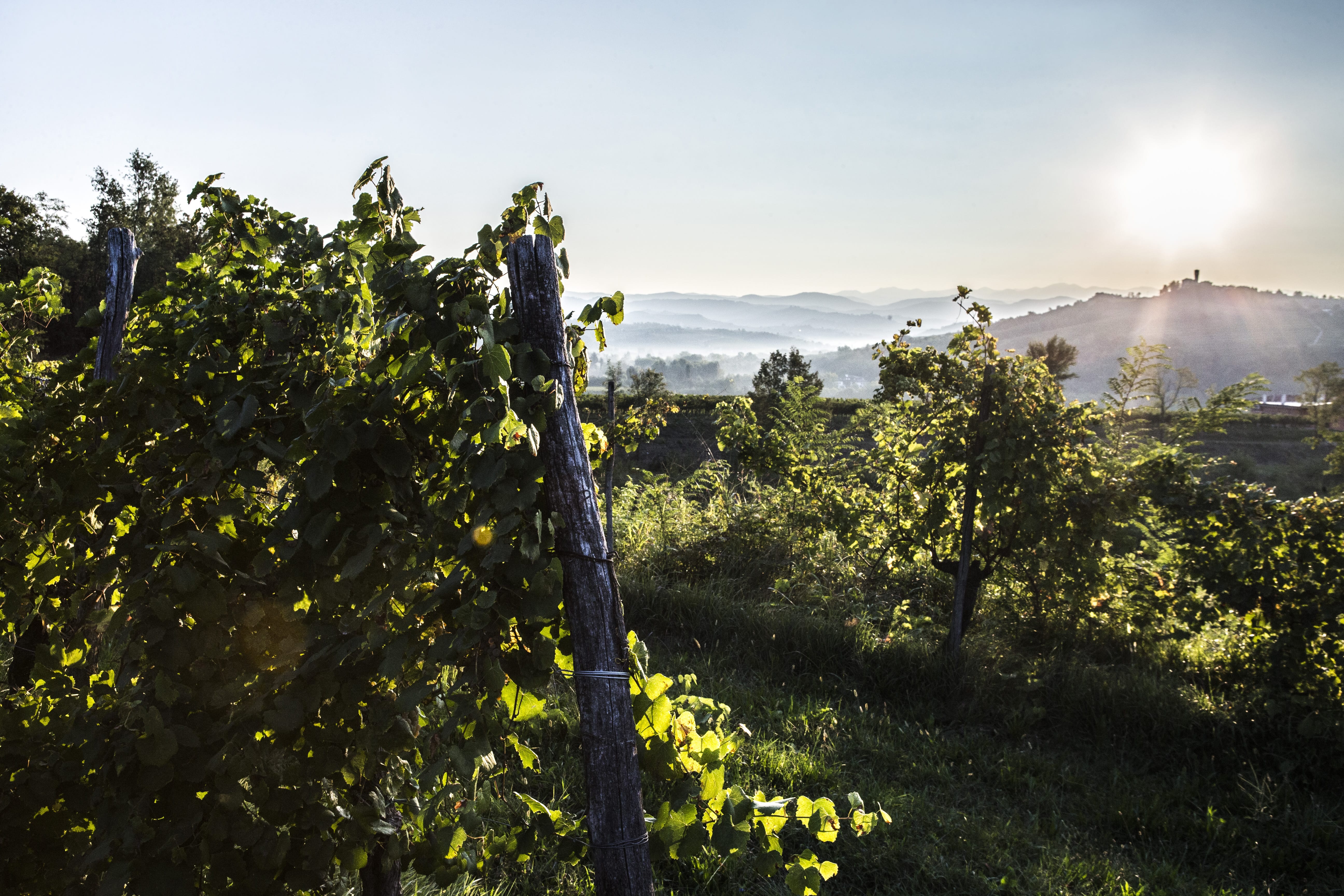 I CLIVI: L’ANELLO DI CONGIUNZIONE FRA COLLIO E COLLI ORIENTALI