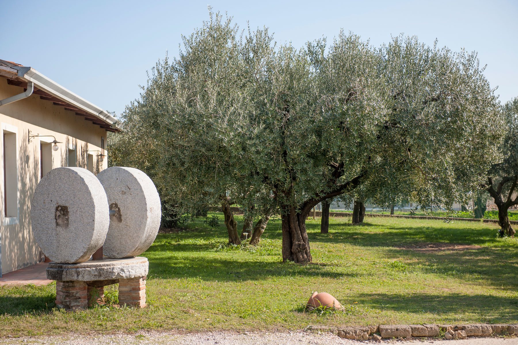 “Storie di olio e territorio”, il nuovo evento di Frantoio Bonamini