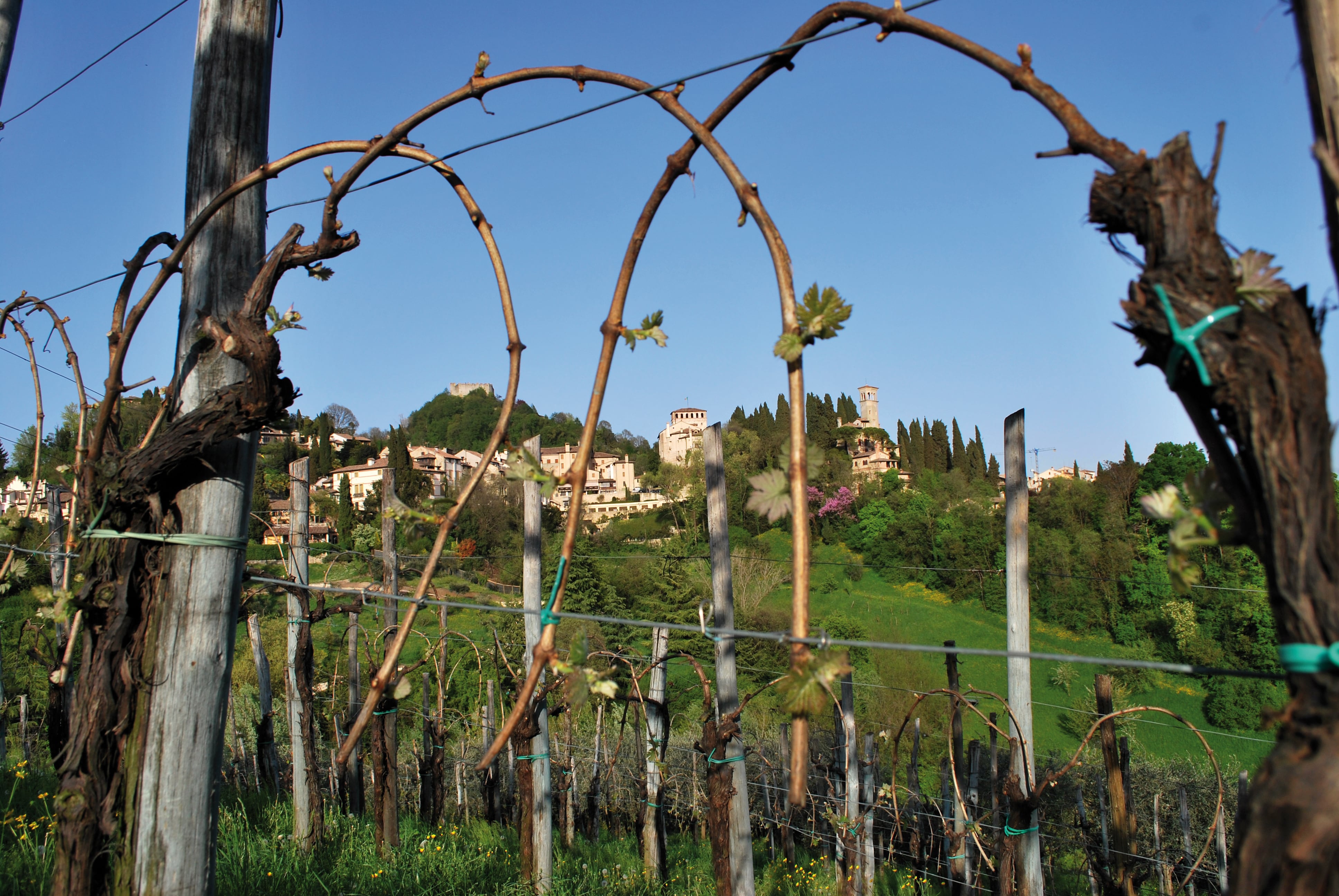 ASOLO PROSECCO, VENDITE IN AUMENTO DEL 23% RISPETTO AL 2018