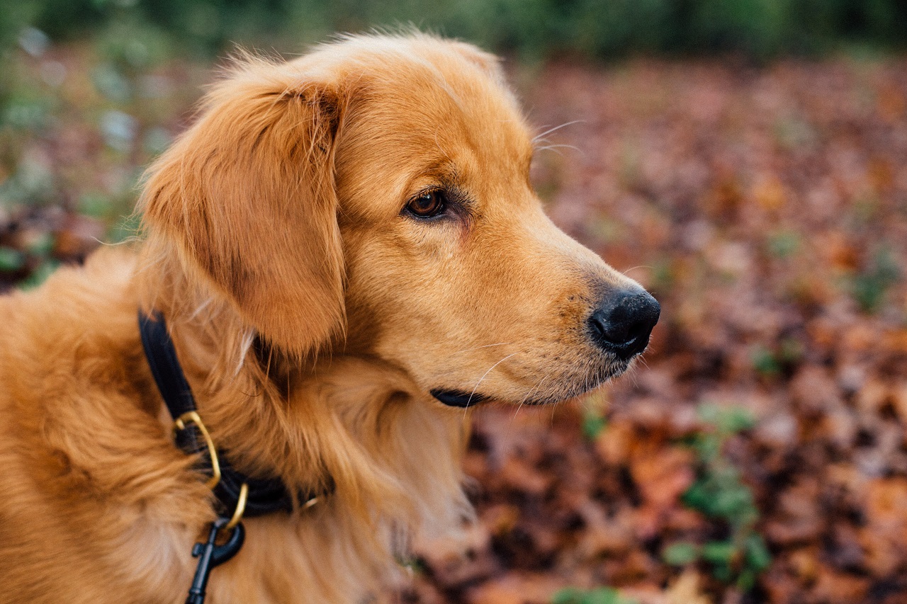 Collari per cani: ecco tutte le tipologie esistenti