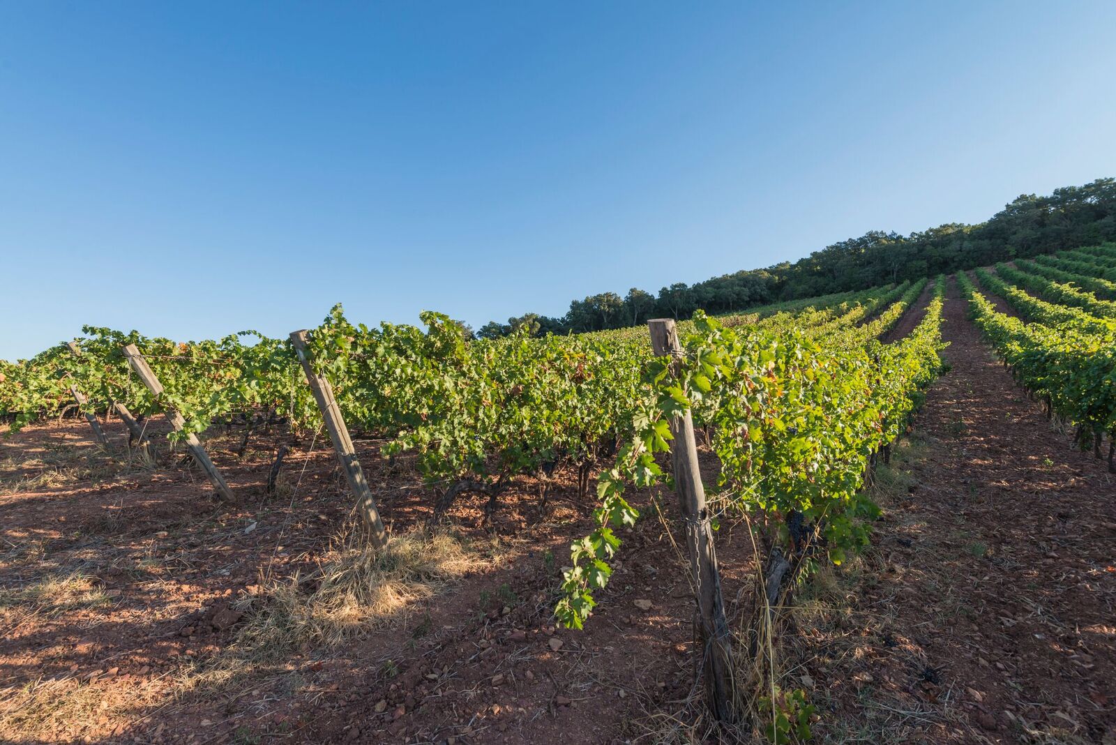 DALLA TOSCANA AL SOL LEVANTE: I VINI BULICHELLA SULLA VIA DEL MERCATO ASIATICO