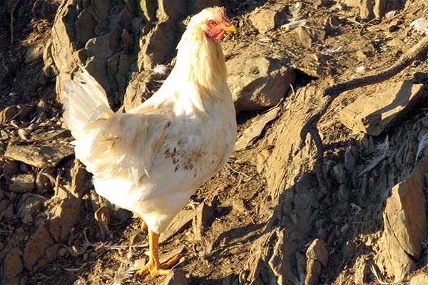 Cinquantamila capponi da Cortona alle tavole del centro Italia