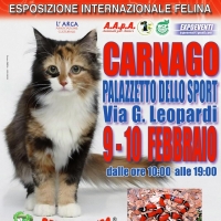 I GATTI PIU' BELLI DEL MONDO in passerella al Palazzetto dello Sport di CARNAGO (Varese)