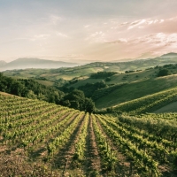 Tenuta Cocci Grifoni entra nel gruppo di The Grand Wine Tour